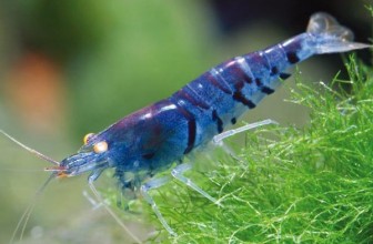 Blue Tiger Shrimp