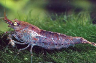 Blueberry Shrimp