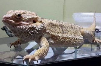 Agama