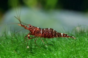 Brown Camo Shrimp