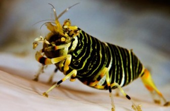 Bumble bee shrimp
