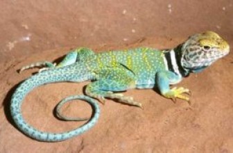 Collared Lizard (CROTHAPYTUS COLLARIS)