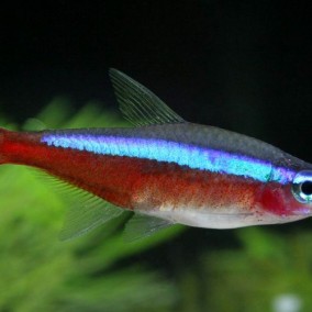 Kraljevska neonka-Paracheirodon axelrodi