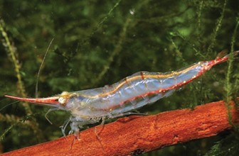 Caridina gracilirostris