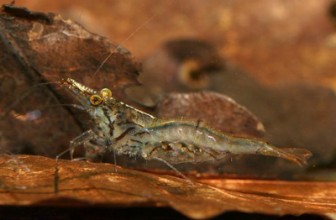Caridina simoni