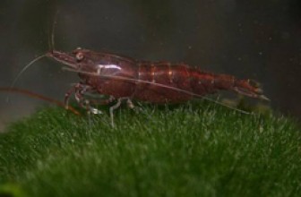 Chocolate Shrimp