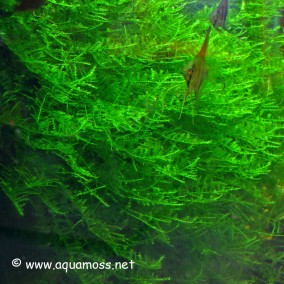 Vesicularia dubyana ‘Christmas’