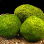 Cladophora aegagrophila