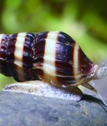 Clea Helena-Assasin Snail-Puž Ubica