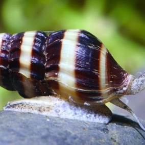 Clea Helena-Assasin Snail-Puž Ubica