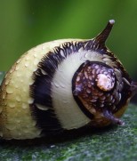 Clithon corona -rogati puž