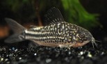 Corydoras elegans-elegans