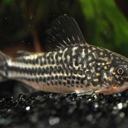 Corydoras elegans-elegans