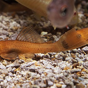 Ancistrus Super Red