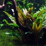 Cryptocoryne undulata ‘broad leaves’