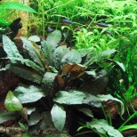 Cryptocoryne wendtii ‘Tropica’