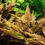 Cryptocoryne wendtii ‘brown’