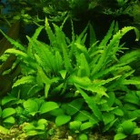 Cryptocoryne wendtii ‘green’
