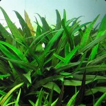 Cryptocoryne x willisii