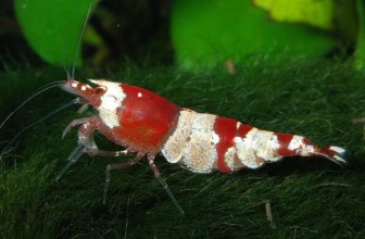 Crystal Red Shrimp