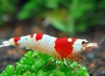 Caridina cantonensis – Crystal Red Shrimp – S klasa