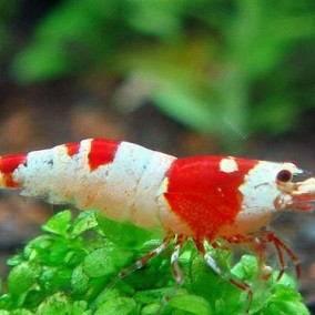 Caridina cantonensis – Crystal Red Shrimp – S klasa