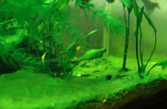 Cyanobacteria