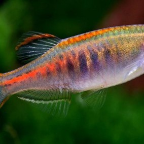 Danio choprai – čopre
