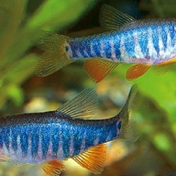 Danio erythromicron- mikrorazbora eritromikron