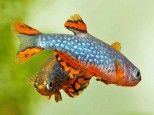 Danio margaritatus – mikrorazbora galaxi