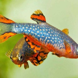Danio margaritatus – mikrorazbora galaxi