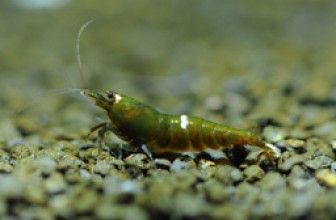Dark Green Shrimp