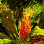 Echinodorus ‘Ozelot’