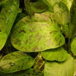 Echinodorus ‘Ozelot Green’