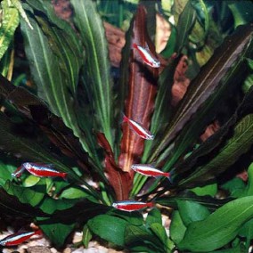 Echinodorus ‘Rubin’