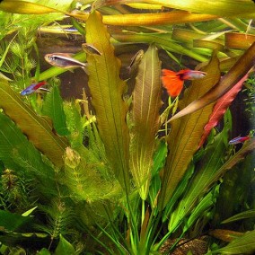 Echinodorus osiris
