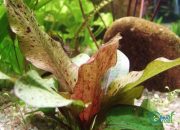 Hibrid među biljkama