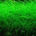 Eleocharis parvula