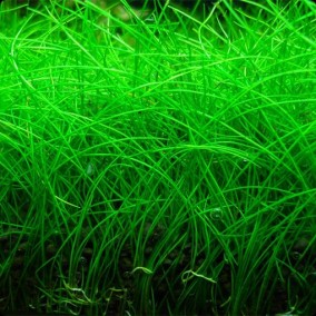Eleocharis parvula