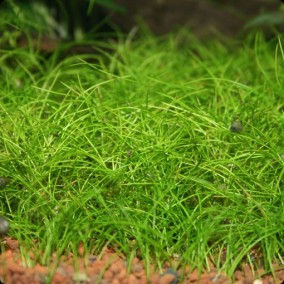 Eleocharis sp. ‘mini’