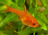 Hyphessobrycon amandae-Ember tetra-Amande