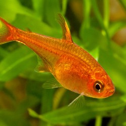 Hyphessobrycon amandae-Ember tetra-Amande