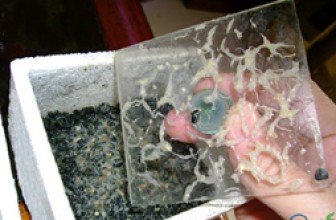 Beli crvi (enchytraeus albidus)