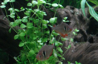 Fantom tetra