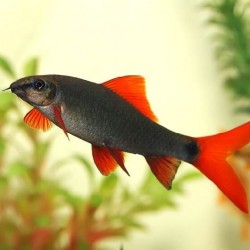 Epalzeorhynchos (labeo) frenatum-Frenatus