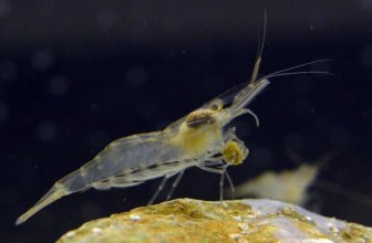 Glass Grass Shrimp