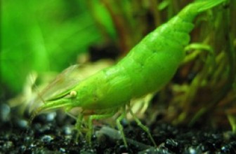 Green Babaulti shrimp