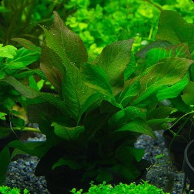 Hygrophila corymbosa ‘Compact’