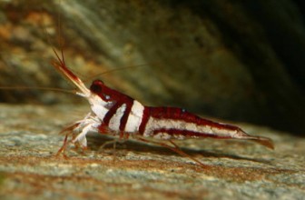 Harlequin Shrimp