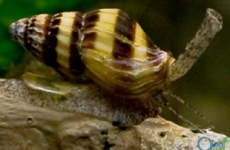 Clea helena (puž ubica)